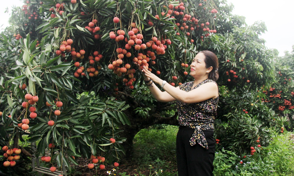 Chị Tạ Thị Thủy vào nhà vườn kiểm tra chất lượng trước khi thu hoạch vải xuất khẩu.
